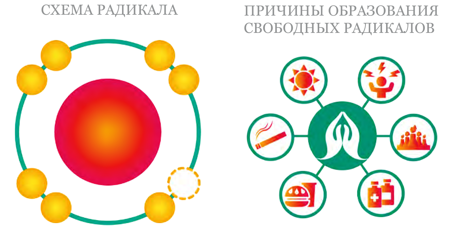 Новости ТЕНТОРИУМ Х.И.П. Сезона: антиоксидант, флавоноиды - ХИП СЕЗОНА